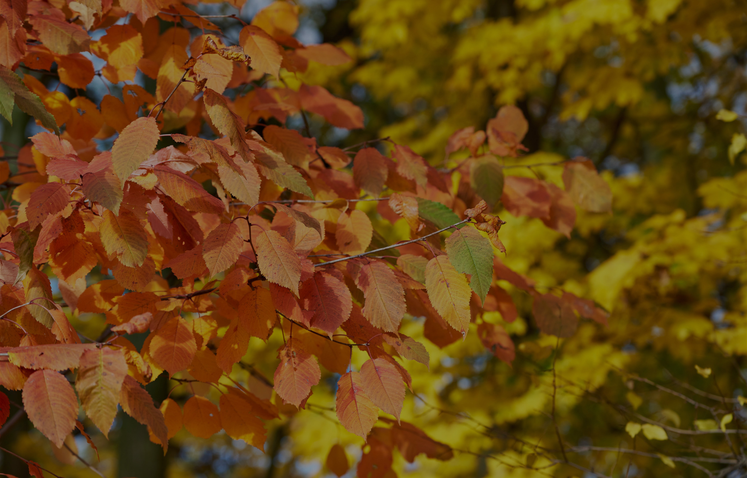 Herbstblätter in verschiedenen Farben.