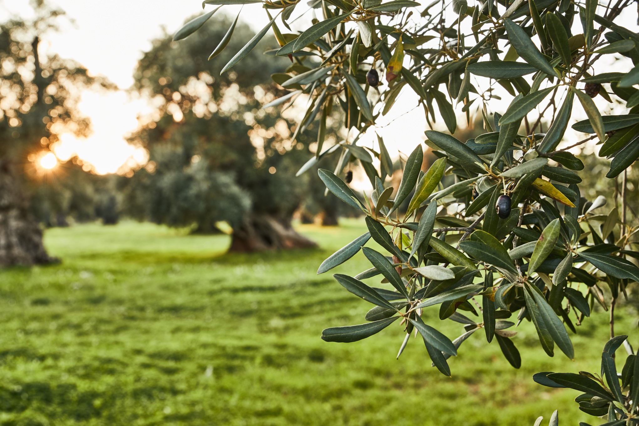 Nahaufnahme eines Olivenzweigs, im Hintergrund eine sonnige Wiese mit Olivenbäumen 