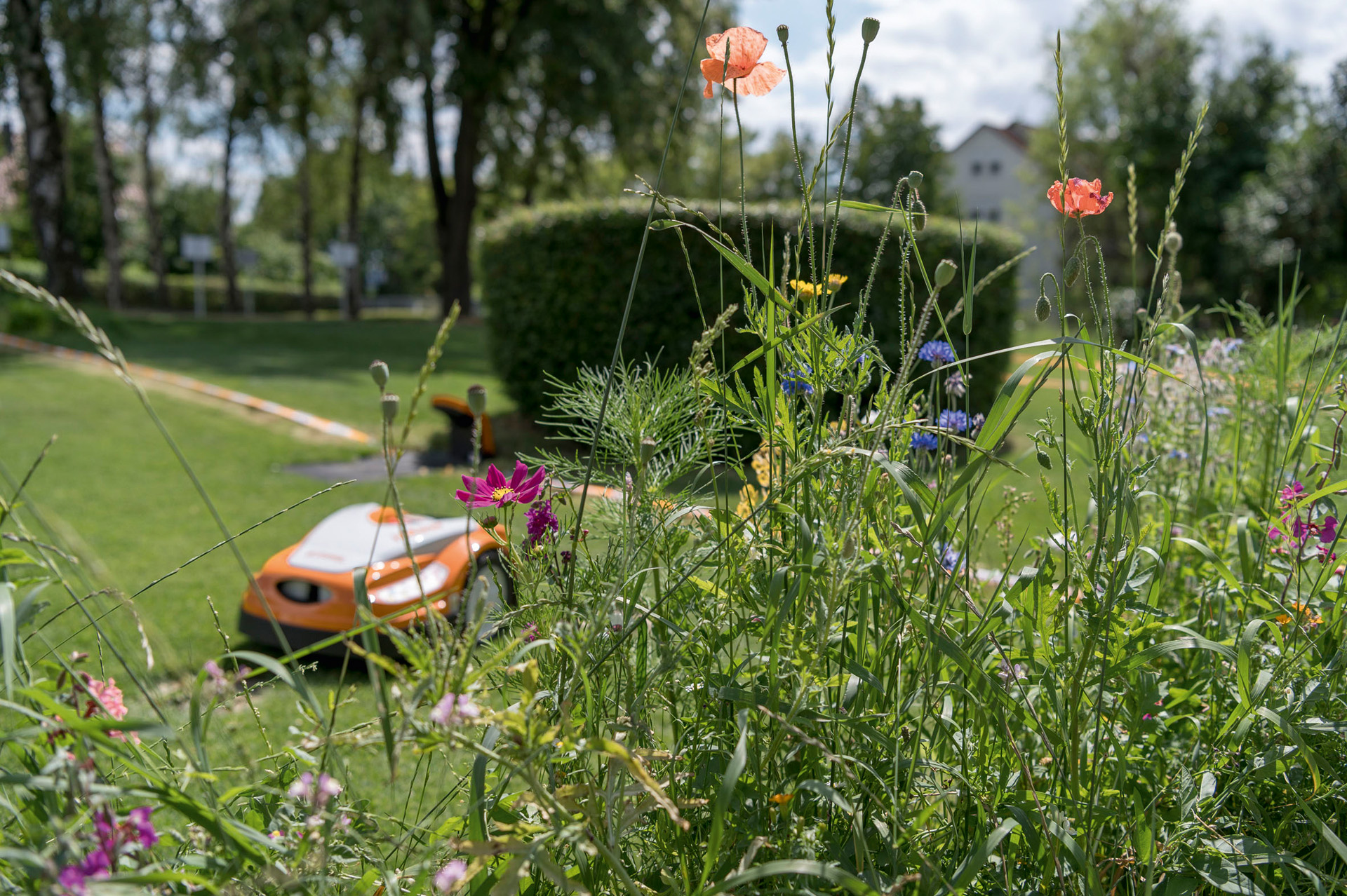 Wildblumenwiese anlegen und pflegen STIHL